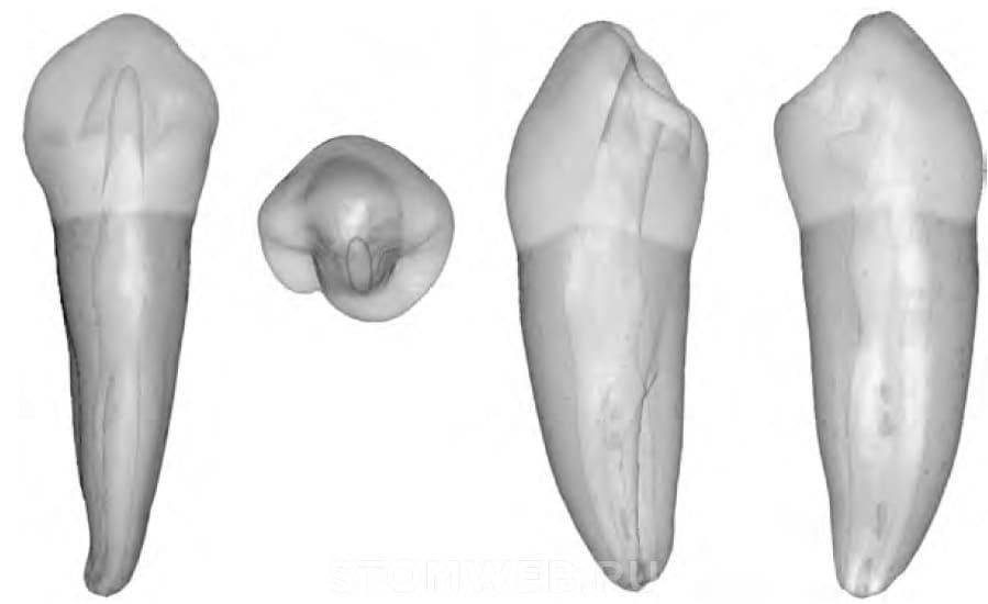 Премоляр верхней челюсти анатомия. Второй премоляр верхней челюсти анатомия. Второй премоляр нижней челюсти анатомия. Первый премоляр нижней челюсти анатомия.