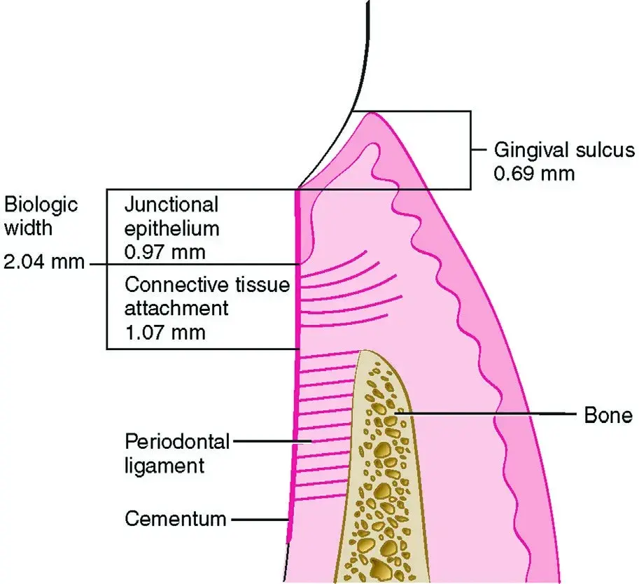 Tooth biologic width, periodontal ligament