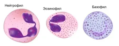 Полиморфноядерные лейкоциты