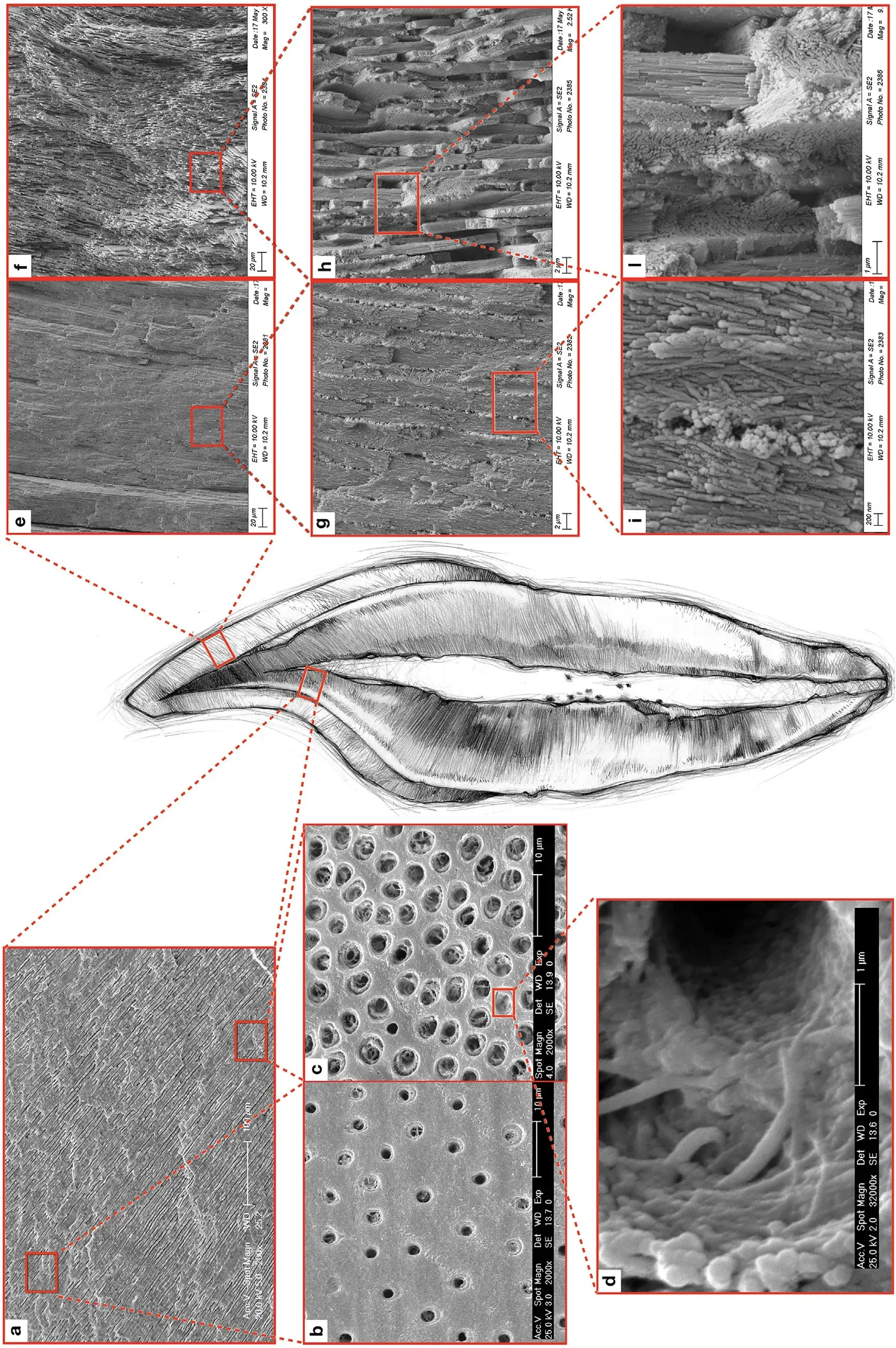 The meso-scale structures – dentin (left), enamel (right) – of the tooth