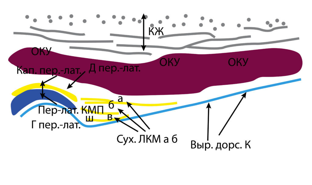 Рис. 7б. КЖ — кожа, подкожно-жировая клетчатка, поверхностная мышечно-апоневротическая система. ОКУ — околоушная слюнная железа. Д пер.-лат. — переднелатеральный фрагмент суставного диска. Кап. пер.-лат. — переднелатеральный фрагмент капсулы. Пер-лат. КМП — переднелатеральное капсульно-мыщелковое пространство. Г пер.-лат. — переднелатеральный фрагмент головки мыщелкового отростка. Сух. ЛКМ (а и б) — сухожилия латерально крыловидной мышцы. Выр. дорс. К — дорсальный край вырезки нижней челюсти.