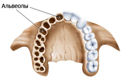 зубная альвеола