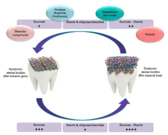 Sugars and beyond. The role of sugars and the other nutrients and their potential impact on caries