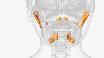Методика ретроградной клкт-сиалографии при обструктивном синдроме околоушной слюнной железы