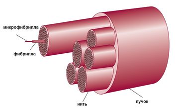 Estructura de los tejidos del periodonto