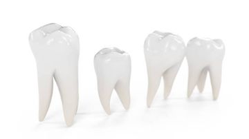 Root and Root Canal Morphology of Four-rooted Maxillary Second Molars: A Micro–Computed Tomography Study