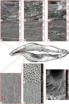The potential of three-dimensional printing technologies to unlock the development of new ‘bio-inspired’ dental materials: an overview and research roadmap