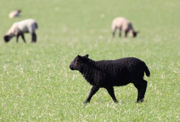 Effects of bilateral discectomy and bilateral discopexy on black Merino sheep rumination kinematics: TEMPOJIMS — phase 1 — pilot blinded, randomized preclinical study