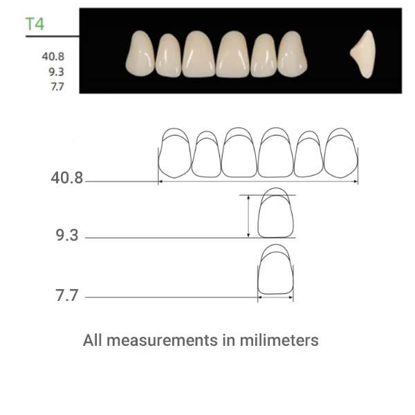 Denti in polimero sintetico Kaili, misura T4, tonalità B1, 16 set anteriori superiori.
