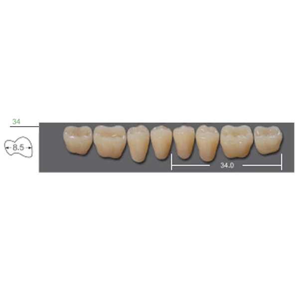 Denti in Polimero Sintetico Kaili, Posteriori Inferiori, Taglia 34, Colore B1, 96/Pac, 1/Pac