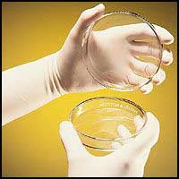 Conform Plus Latex glove: X-Small, Powder-Free, Textured, Chlorinated